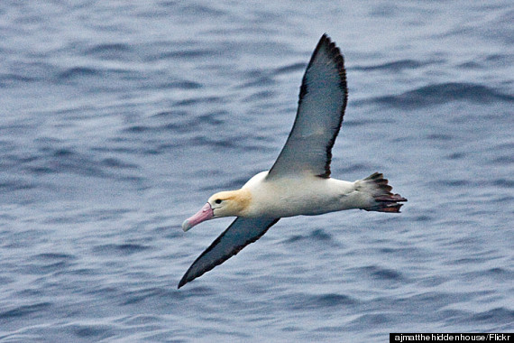 shorttailed albatross