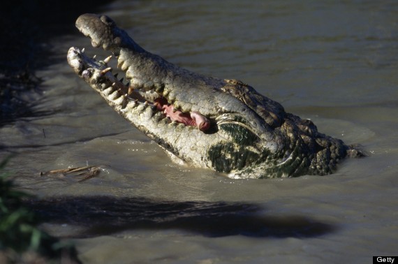 orinoco crocodile