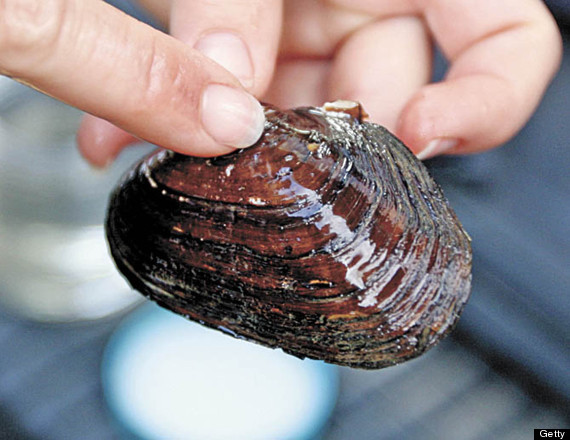 mussel north america