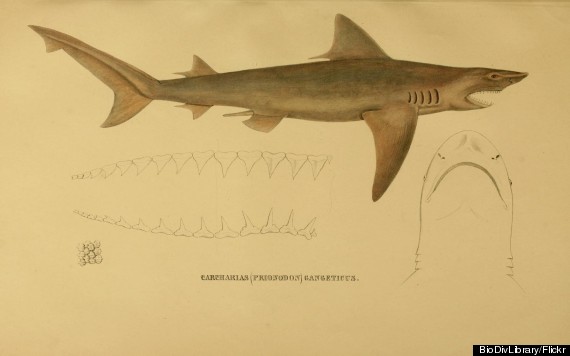 ganges shark