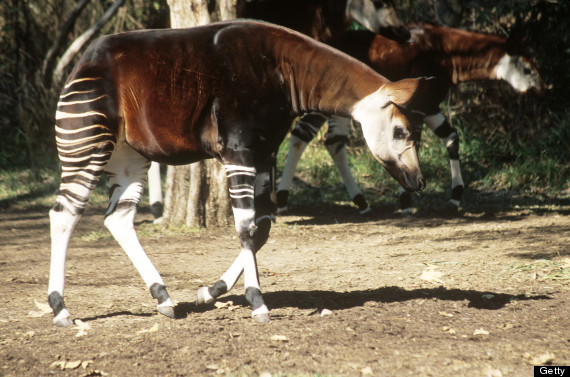 okapi