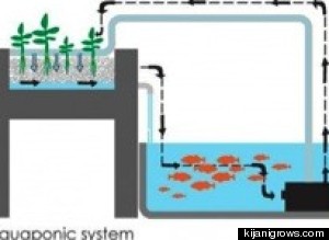 aquaponics