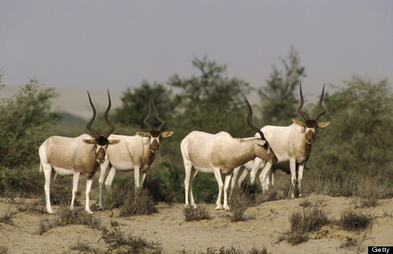 addax