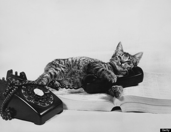 cat on phone