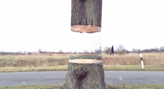 This Optical Illusion Tree Is About To Blow Your Mind | HuffPost