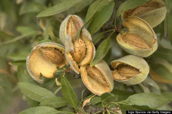 almond tree