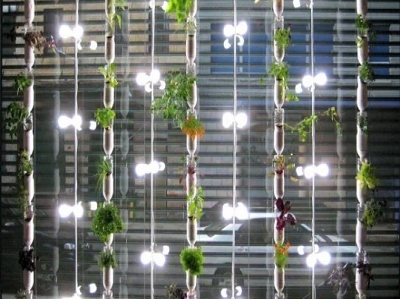 Window farming | Gardening Forums