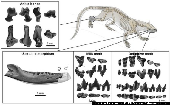 ancestor modern carnivores