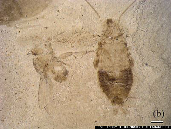 cockroach fossils