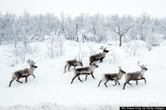 wild reindeer norway