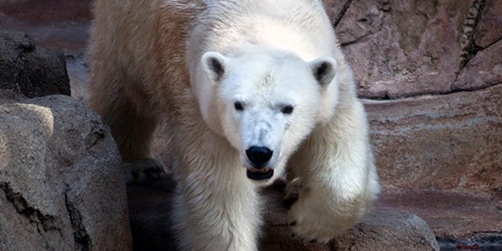 Chicago Weather Officially Too Cold For Polar Bears | HuffPost