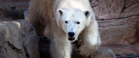 Chicago Weather Officially Too Cold For Polar Bears