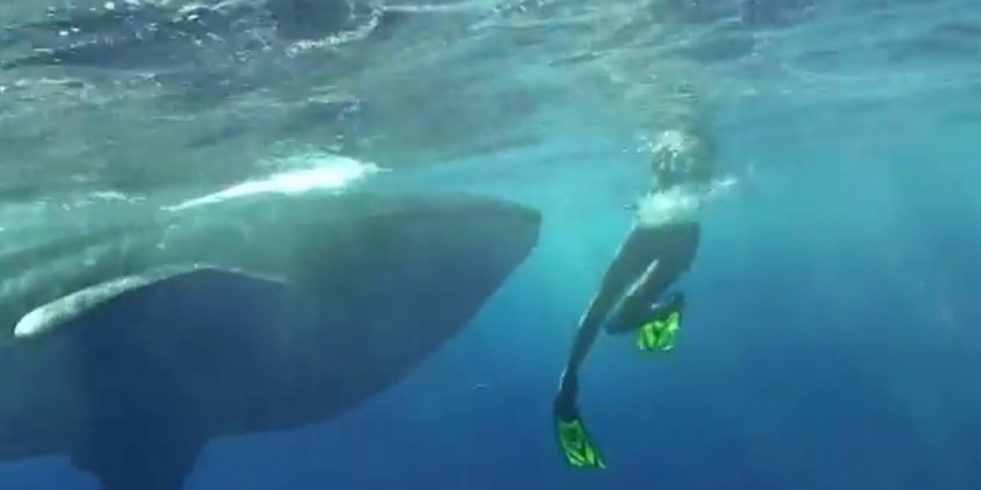 Whale Shark In Hawaii Gets Up Close And Personal With Tourists (VIDEO ...