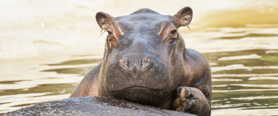 Hippo Testicles Are So Mobile They Make Castration Tricky