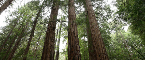 sequoias