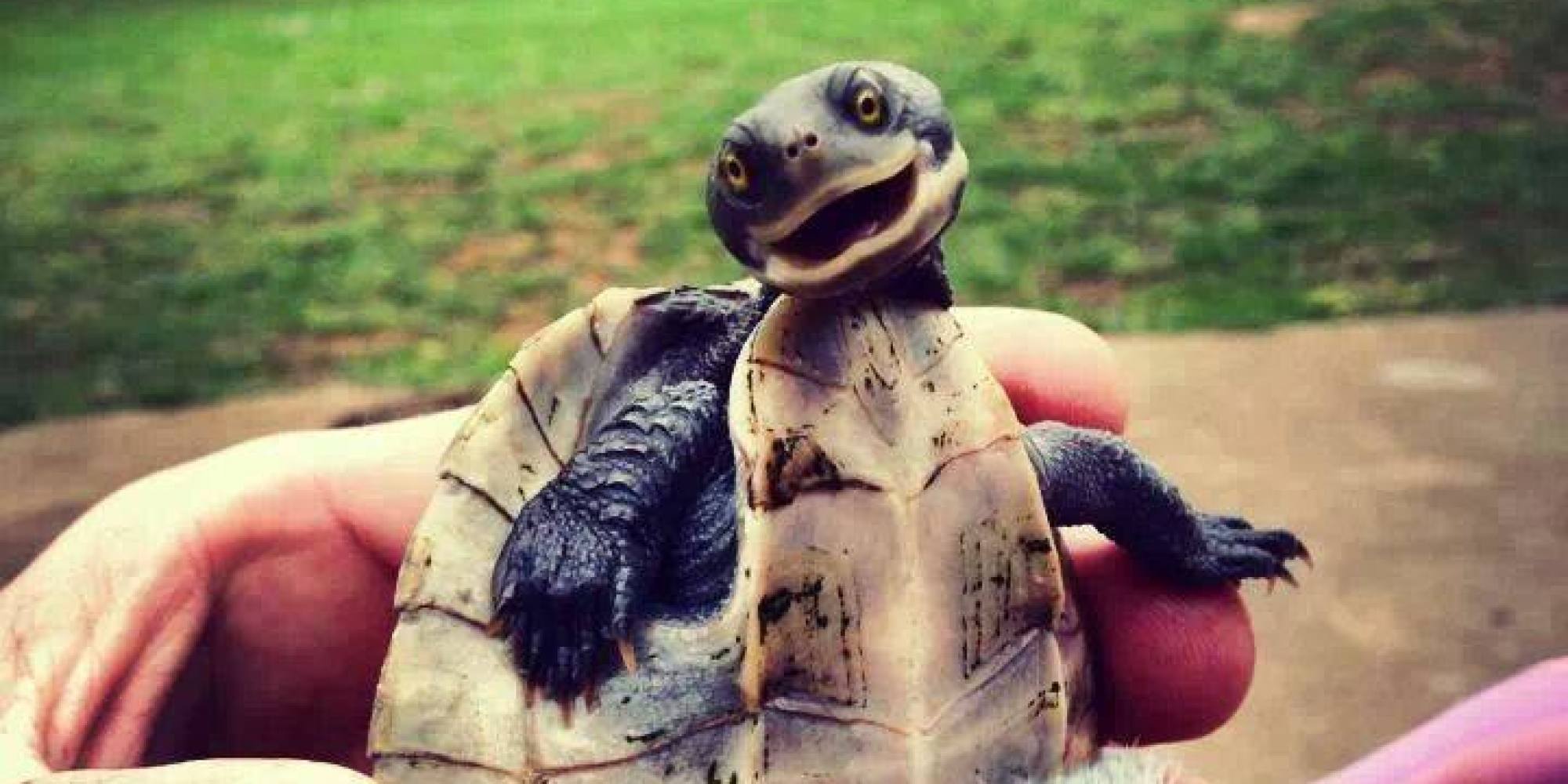 Funny Cute Baby Turtles Mimes