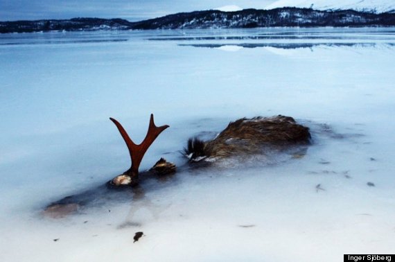 elk frozen