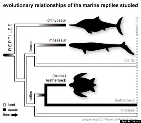 evolutionary relationships