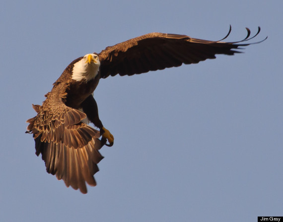 bald eagle