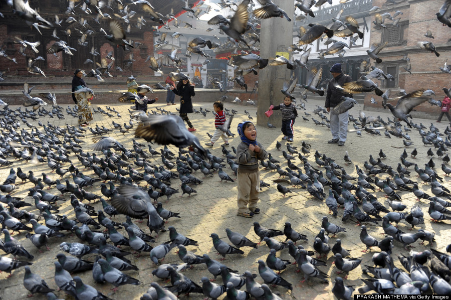 nepal pigeons