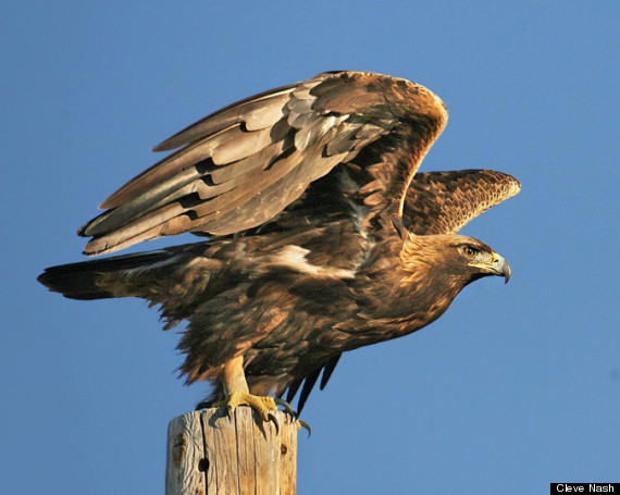 golden eagle