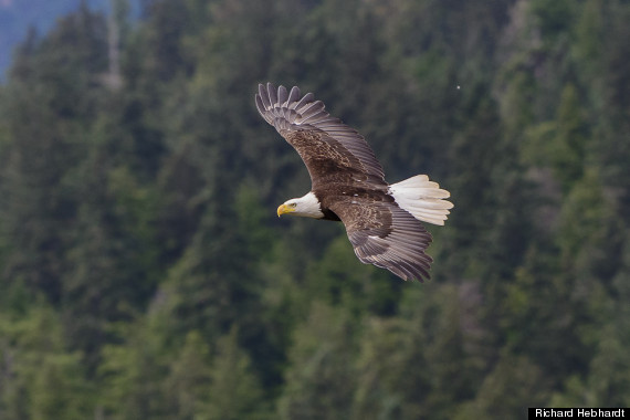 bald eagle