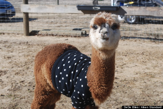 alpacas wearing sweaters
