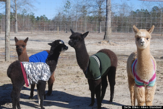 alpacas wearing sweaters