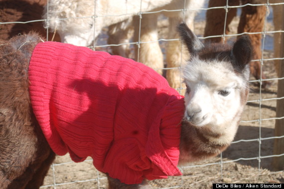 alpacas wearing sweaters