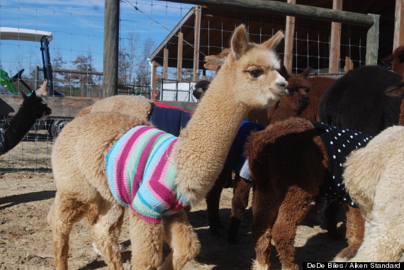 alpacas wearing sweaters