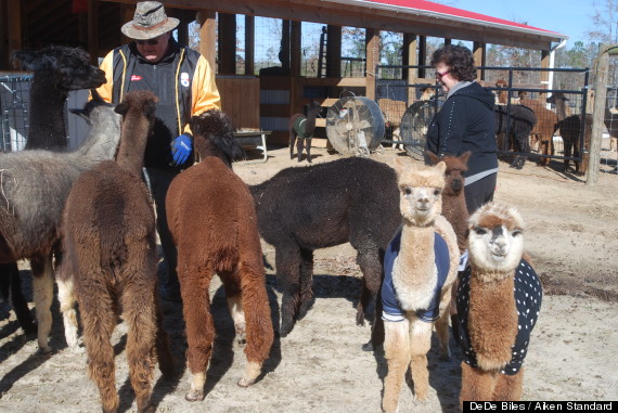 alpacas wearing sweaters