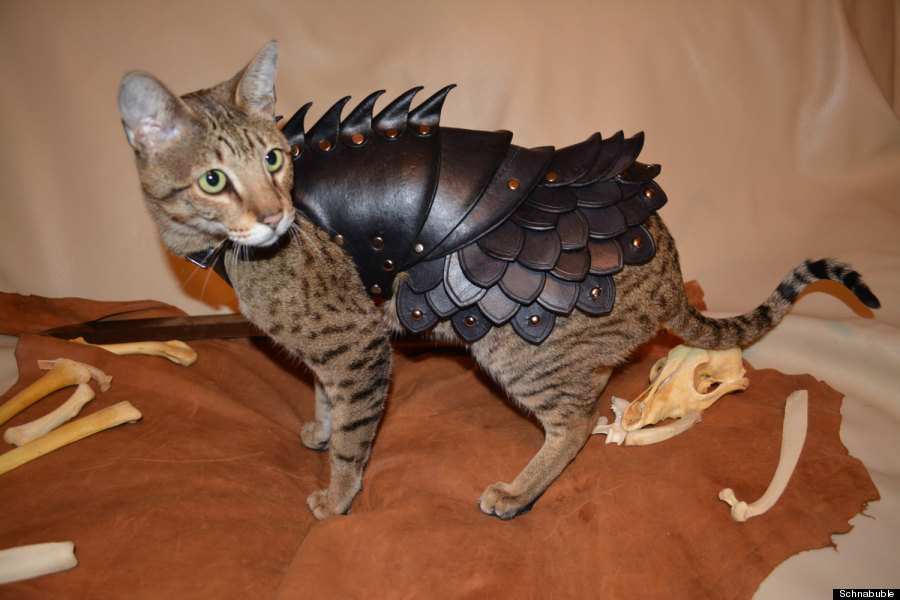 cat battle armor