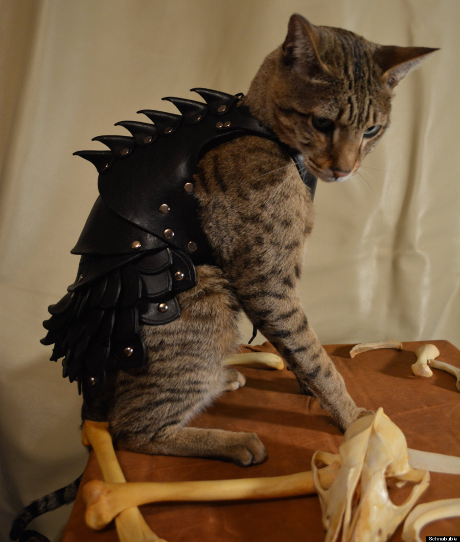 cat battle armor