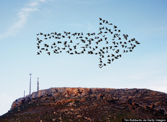 birds migrating