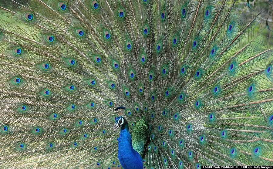 peacock sri lanka