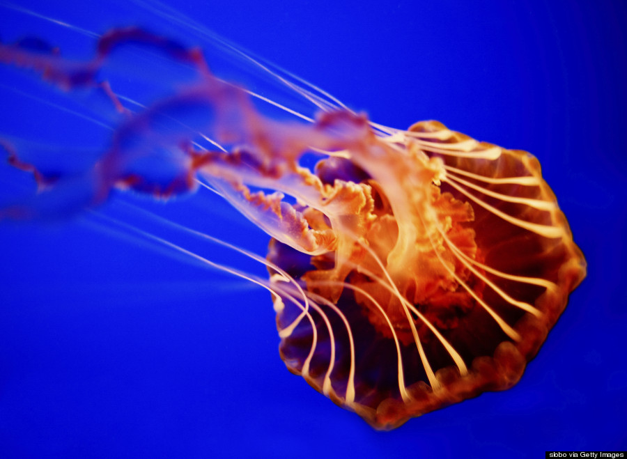 sea nettle