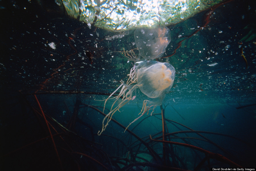 box jellyfish