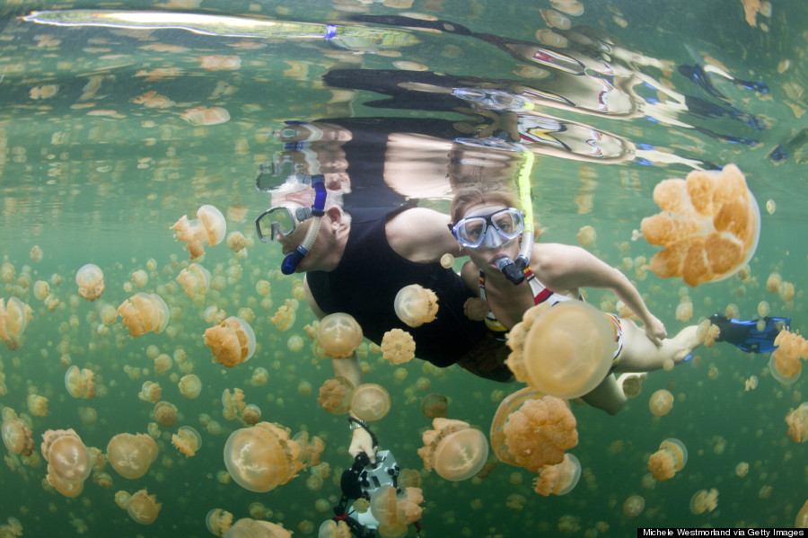 palau jellyfish lake