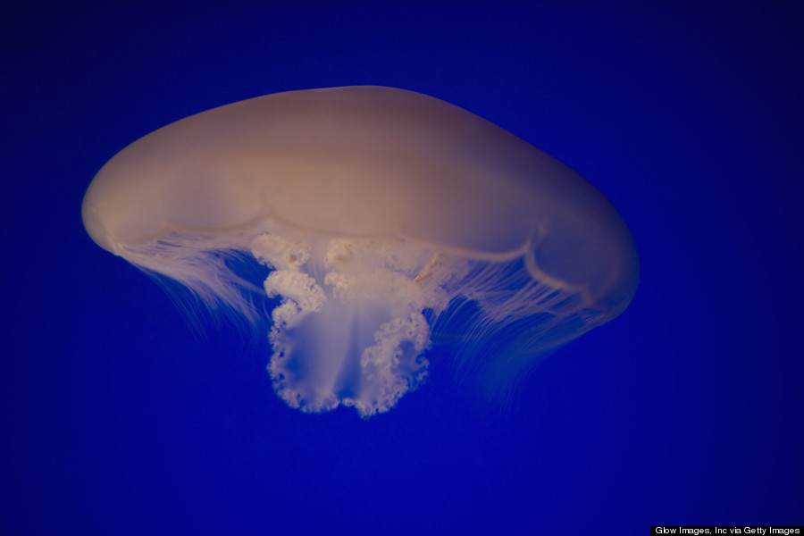 box jellyfish