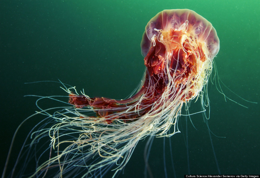 lions mane jellyfish