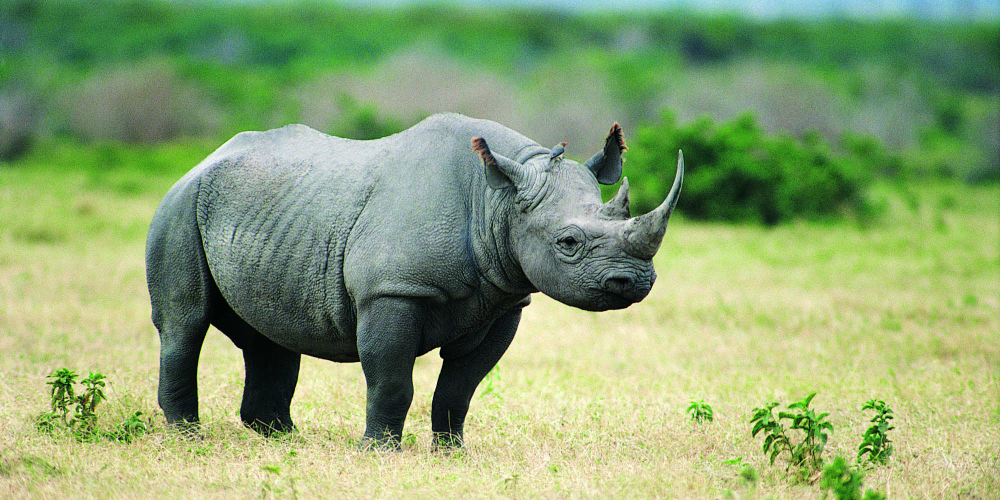 Justice System in the Crosshairs as Alleged Rhino Poaching Kingpin Goes ...