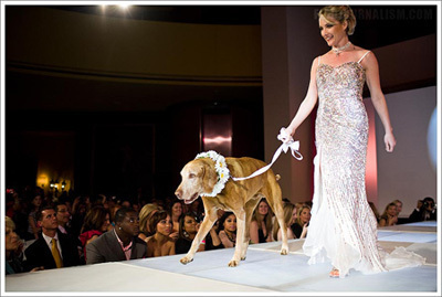 Dana Perino Hits the Runway HuffPost Life