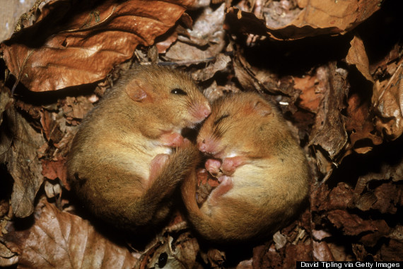 hazel dormouse