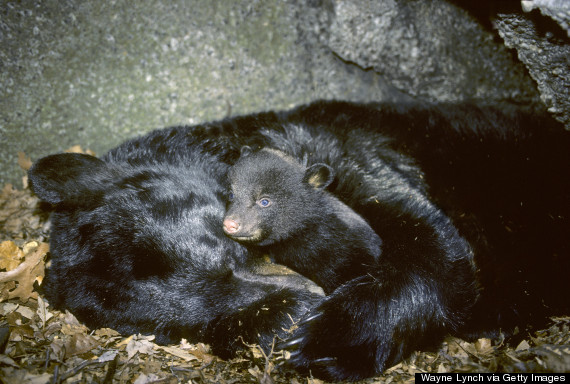 bear hibernating