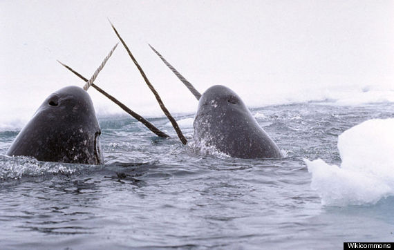 narwhals