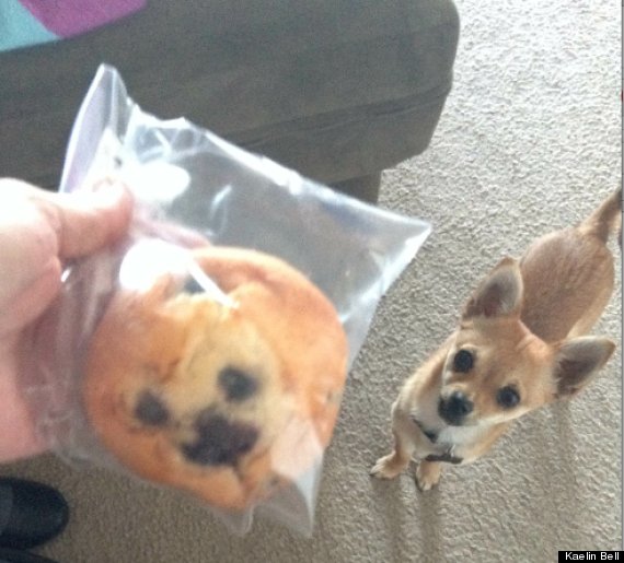 chihuahua blueberry muffin