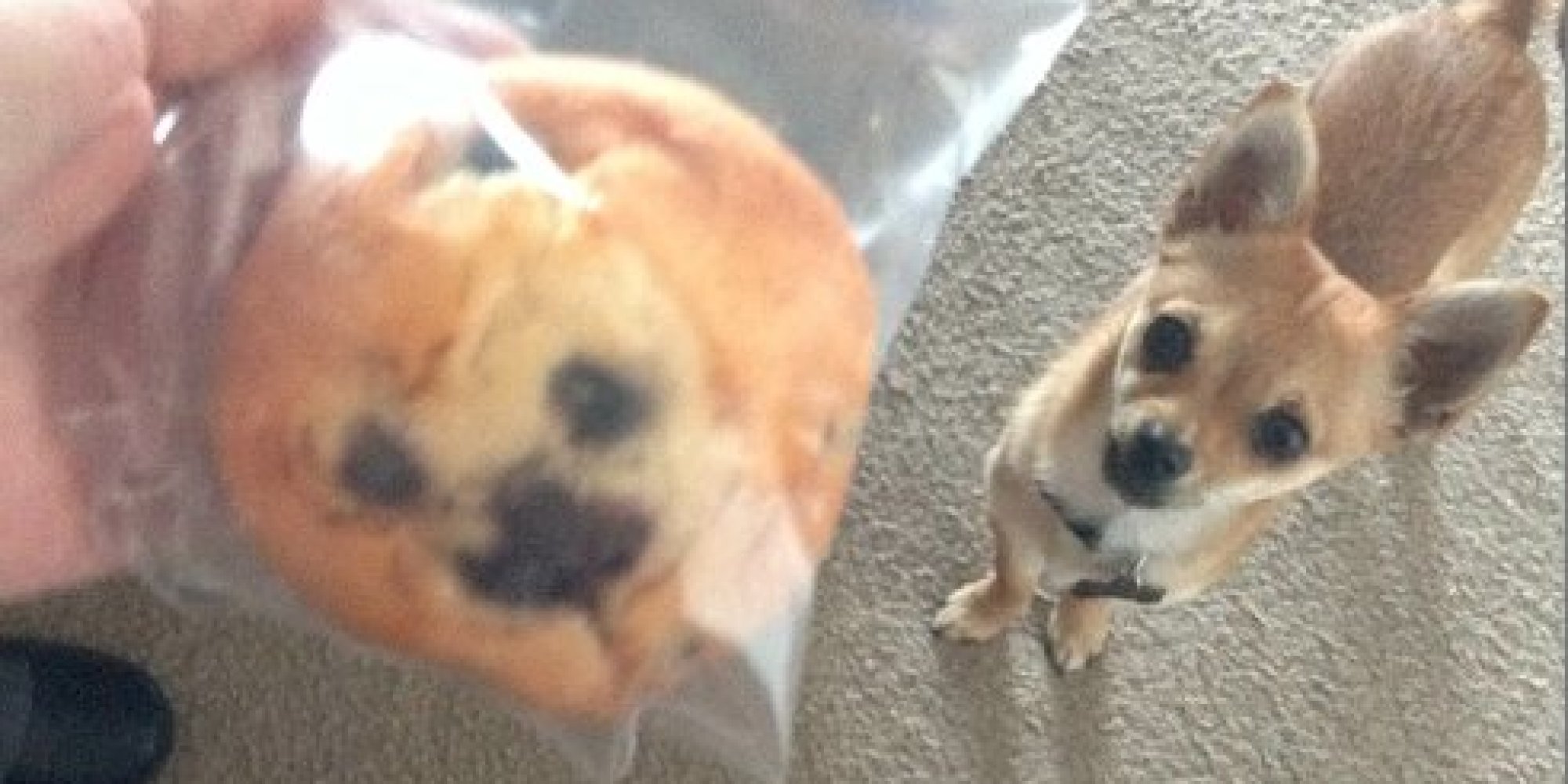 Kaelin Bell's Blueberry Muffin Looks Just Like Her Chihuahua (PHOTOS)