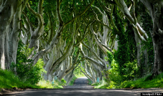 dark hedges ireland