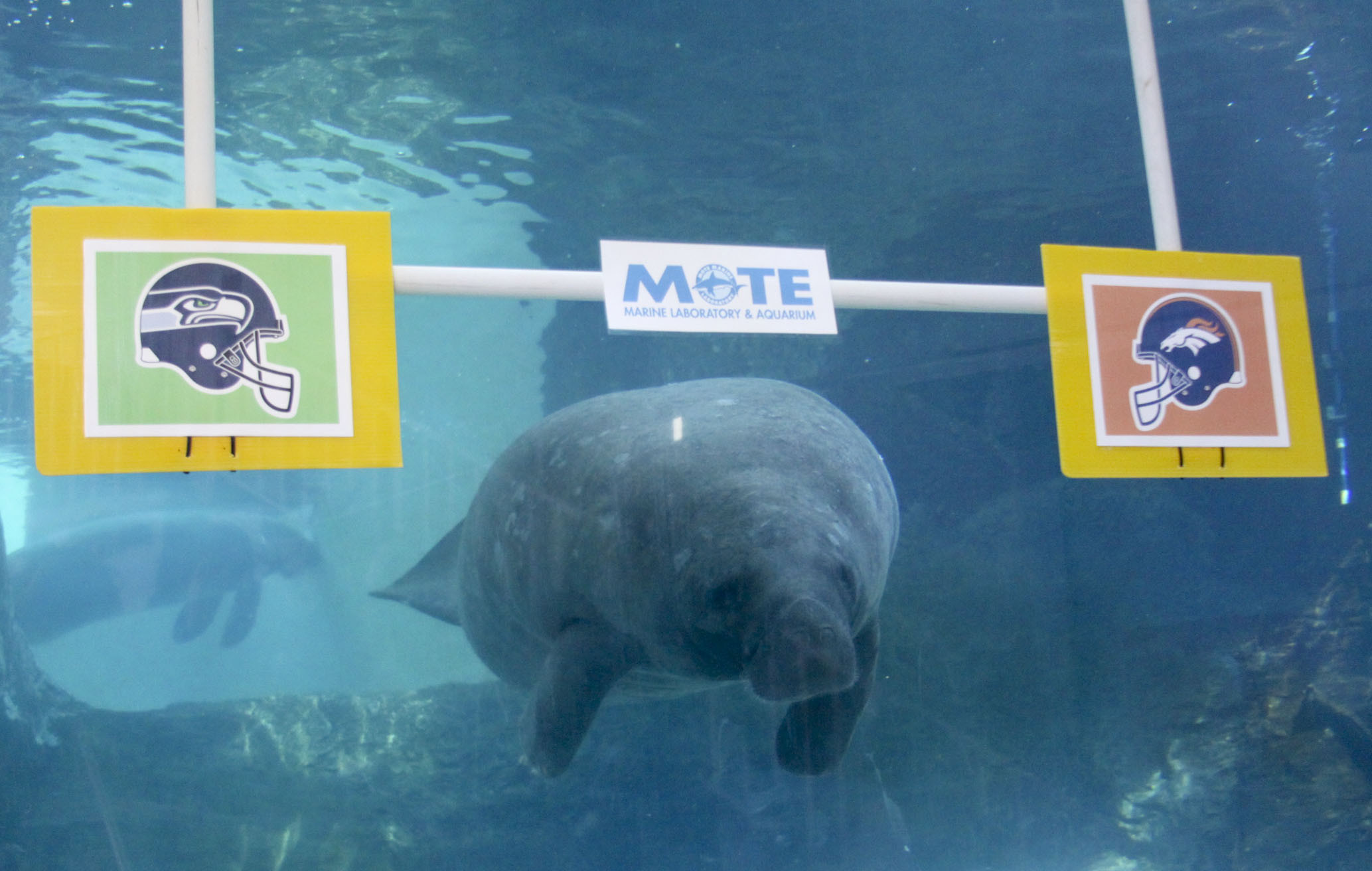 Psychic Manatees Predict Super Bowl Winner