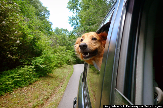 travel dog